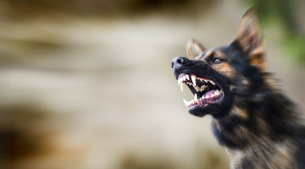 Hond toont agressief zijn tanden.